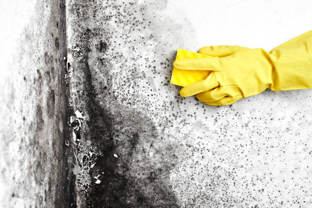 Best Biohazard Mold Removal  in Herald Harbor, MD