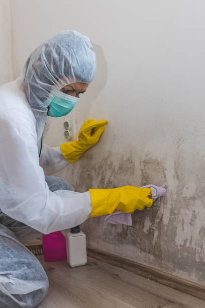 Best Industrial Mold Remediation  in Herald Harbor, MD