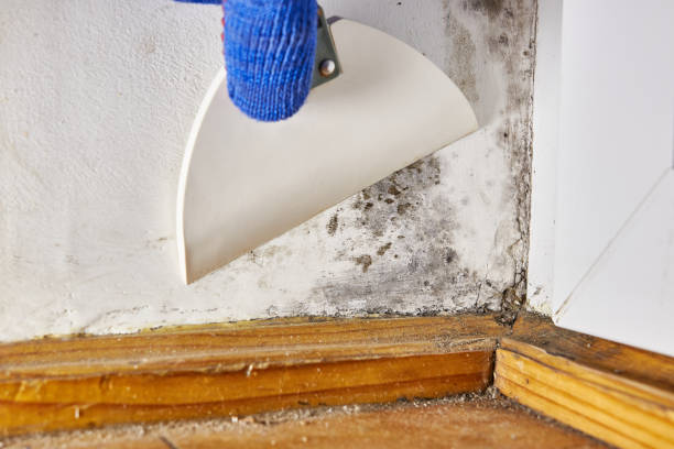 Best Mold-Related Health Consultation  in Herald Harbor, MD